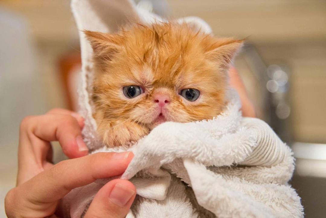 Kenali Tanda Kucing Alergi pada Manusia